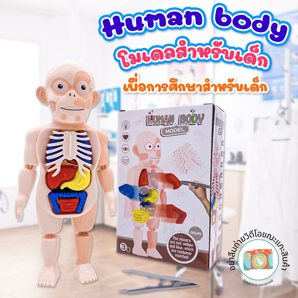 Human Body Model Simulation Toys Stem Science Developmental | Shopee ...