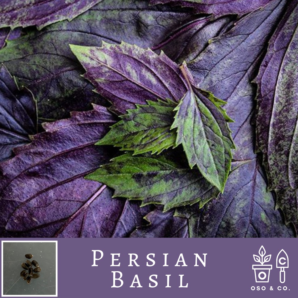 Persian Basil Reyhan Ocimum basilicum Seeds Oso Co