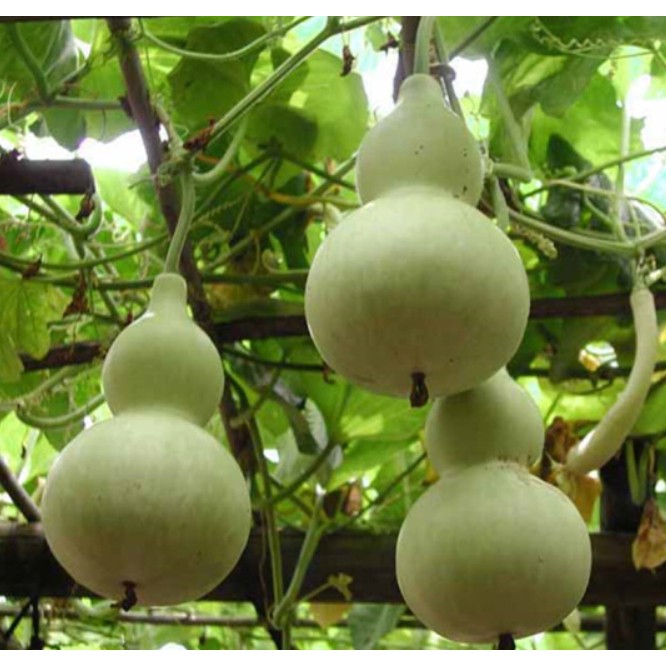 RARE Chinese Bottle Gourd UPO (Lagenaria Siceraria) Vegetable Seeds ( 5