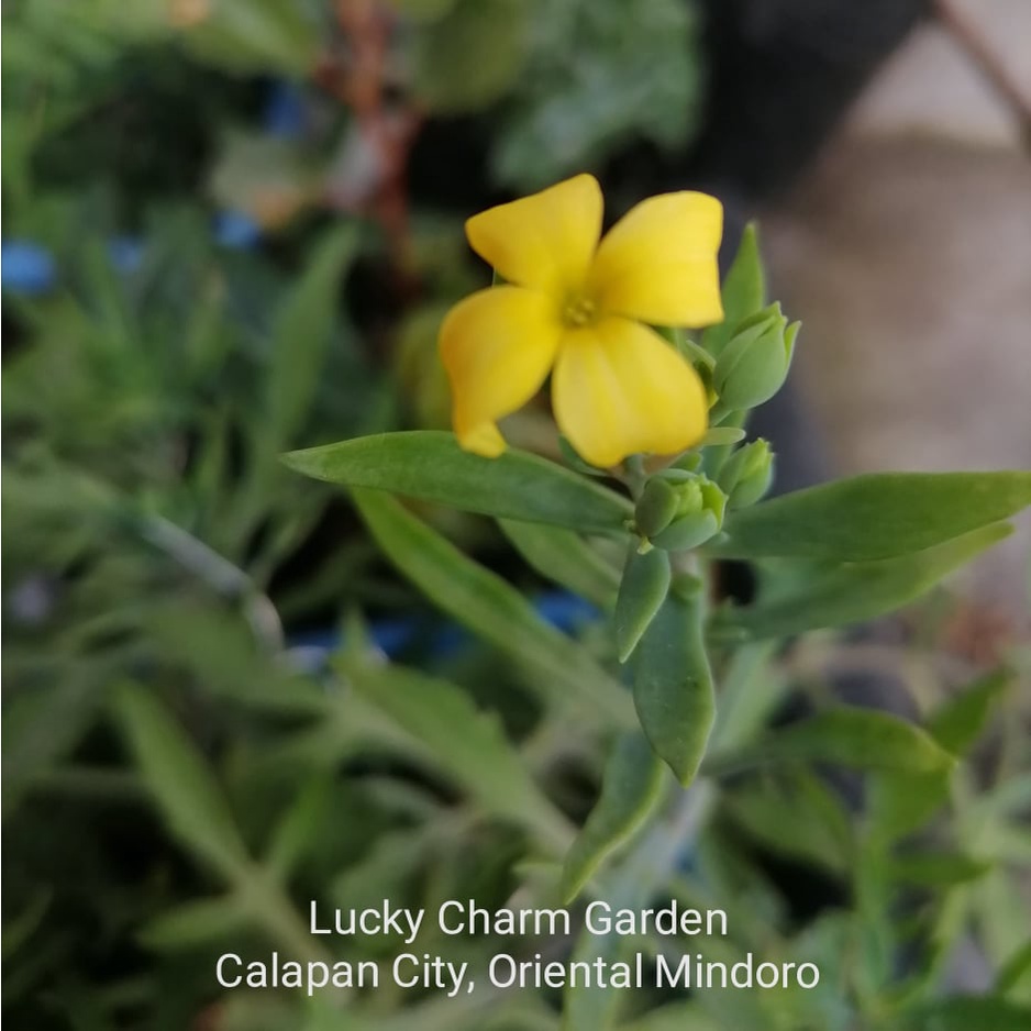 Chicken Feet or Christmas Tree Plant- Kalanchoe laciniata (roots and ...