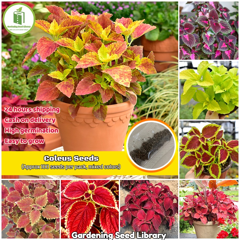 [Easy To Grow] Rare Coleus Seeds Real Plants Bonsai Seeds for Planting ...