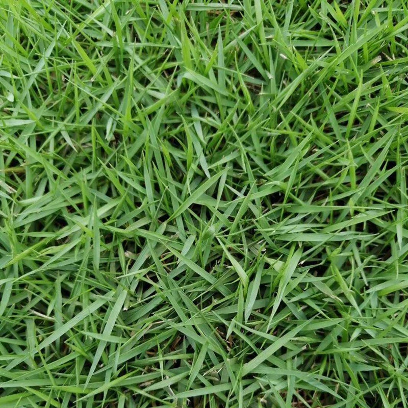 Japanese Zoysia Seeds Chinese Zoysia Grass Seeds Four Seasons Evergreen