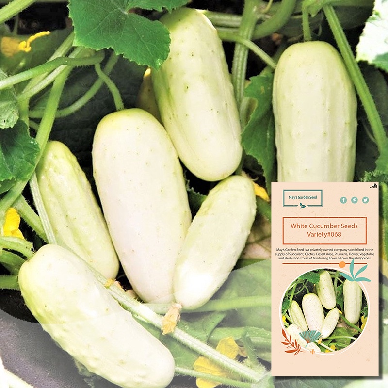 White Cucumber Pipino Seeds, Vegetable Seeds#068 | Shopee Philippines