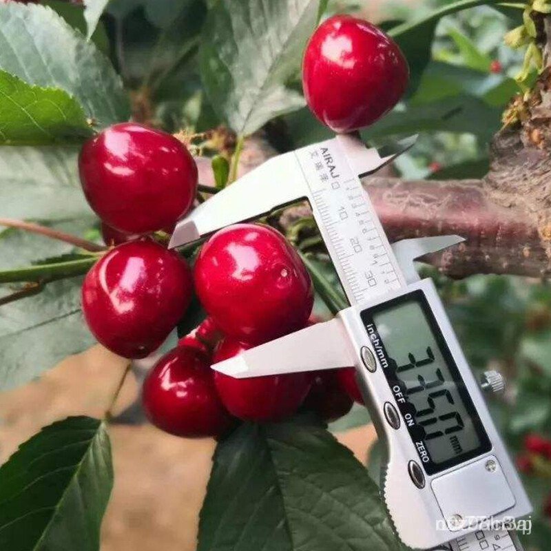 Yihuilian Cherry Tree Dwarf Large Cherry Seedlings Grafted Seedlings Pot South North Planting