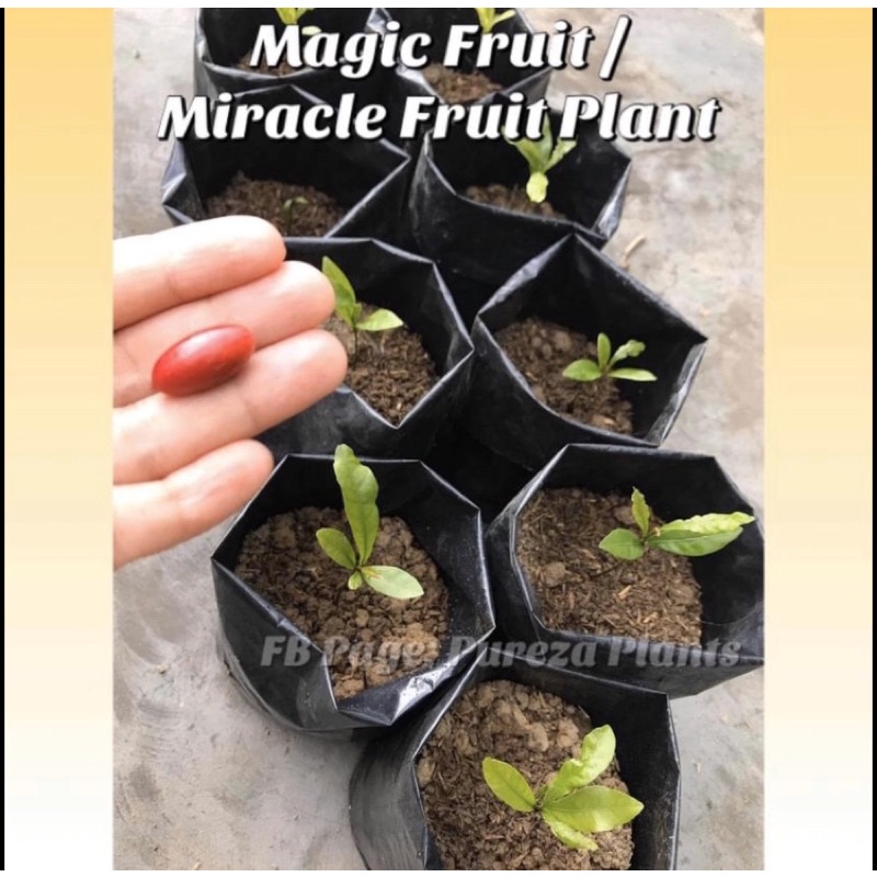 Magic Fruit Live Rooted Plant LEGIT | Shopee Philippines