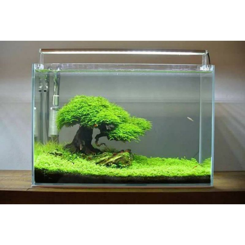 Bonsai driftwood tree free moss good for betta tank assorted design
