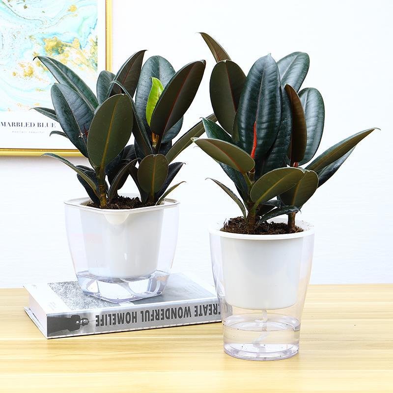 Rubber Tree Black King Kong Bonsai Greenery Flower Desk RadiationProof