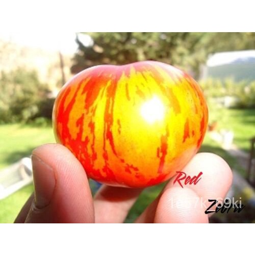 flower seeds Red Zebra tomato 20 seeds *HEIRLOOM Seeds of Life KEXO