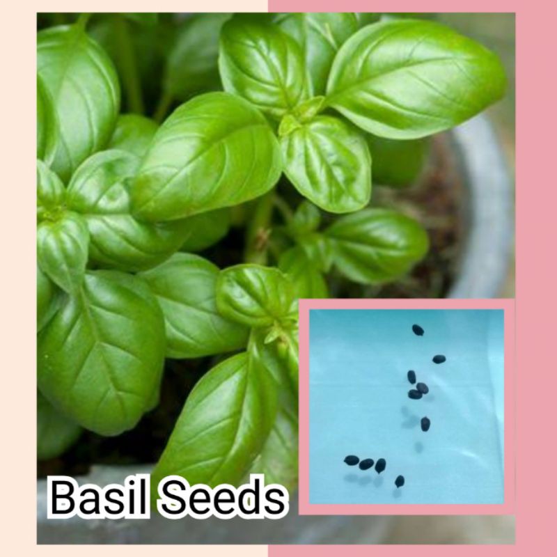 BASIL SEEDS HERB SEEDS Shopee Philippines