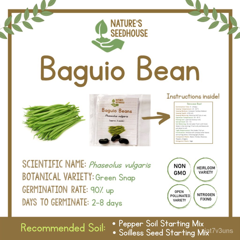 Plantable/Baguio Bean SeedsSnapBean SeedBitsuelasSeeds Vegetable Seeds