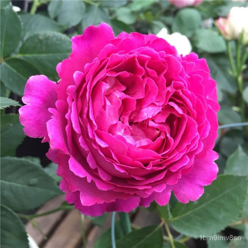 Strong Fragrant Flower Eve Fragrant Garden Big Flower China Rose Shrub ...