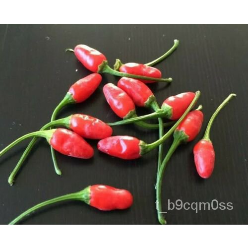 Guaranteed germination rate 20 Seeds Chile piquin chiltepin big TASTE ...