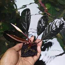 Bucephalandra : buce pink lady, Skeleton king , Black swan , pearl gray  -rare species. | Shopee Philippines