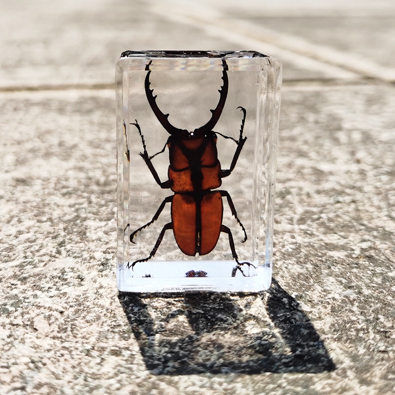 Real Insect Specimen Transparent Resin | Shopee Philippines