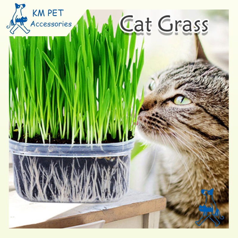 【Fast Delivery】Cat Grass Seeds with Loam Soil & Pot Pet Grass