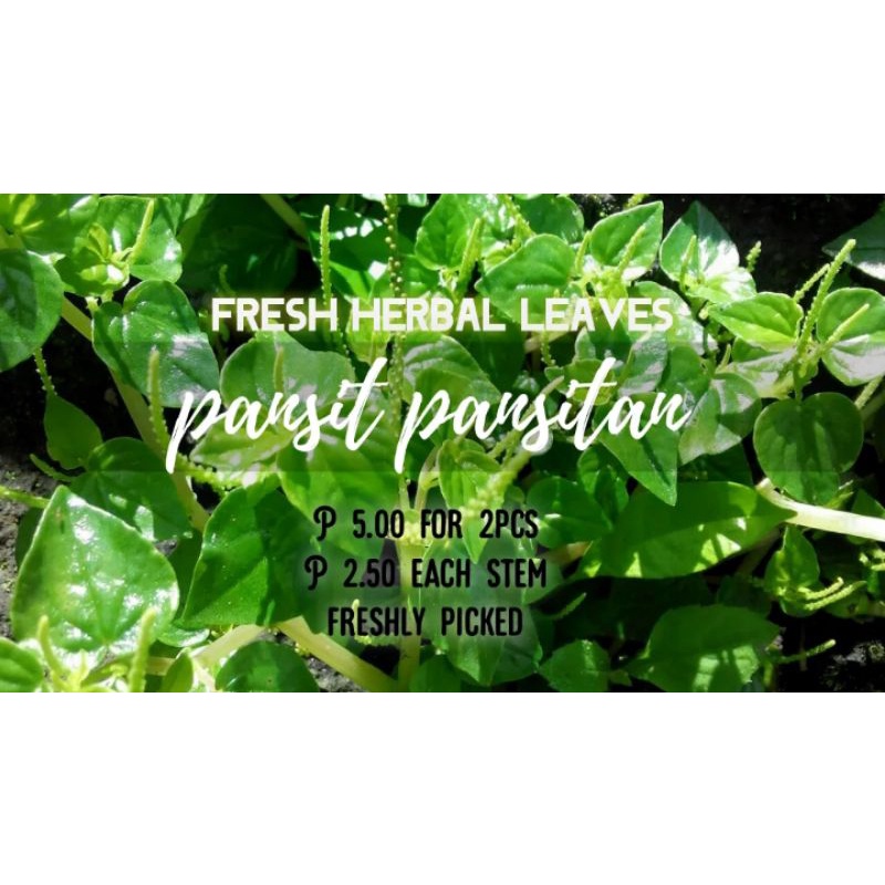 PANSIT PANSITAN Ulasimang Bato fresh herbal leaves 2stems Shopee