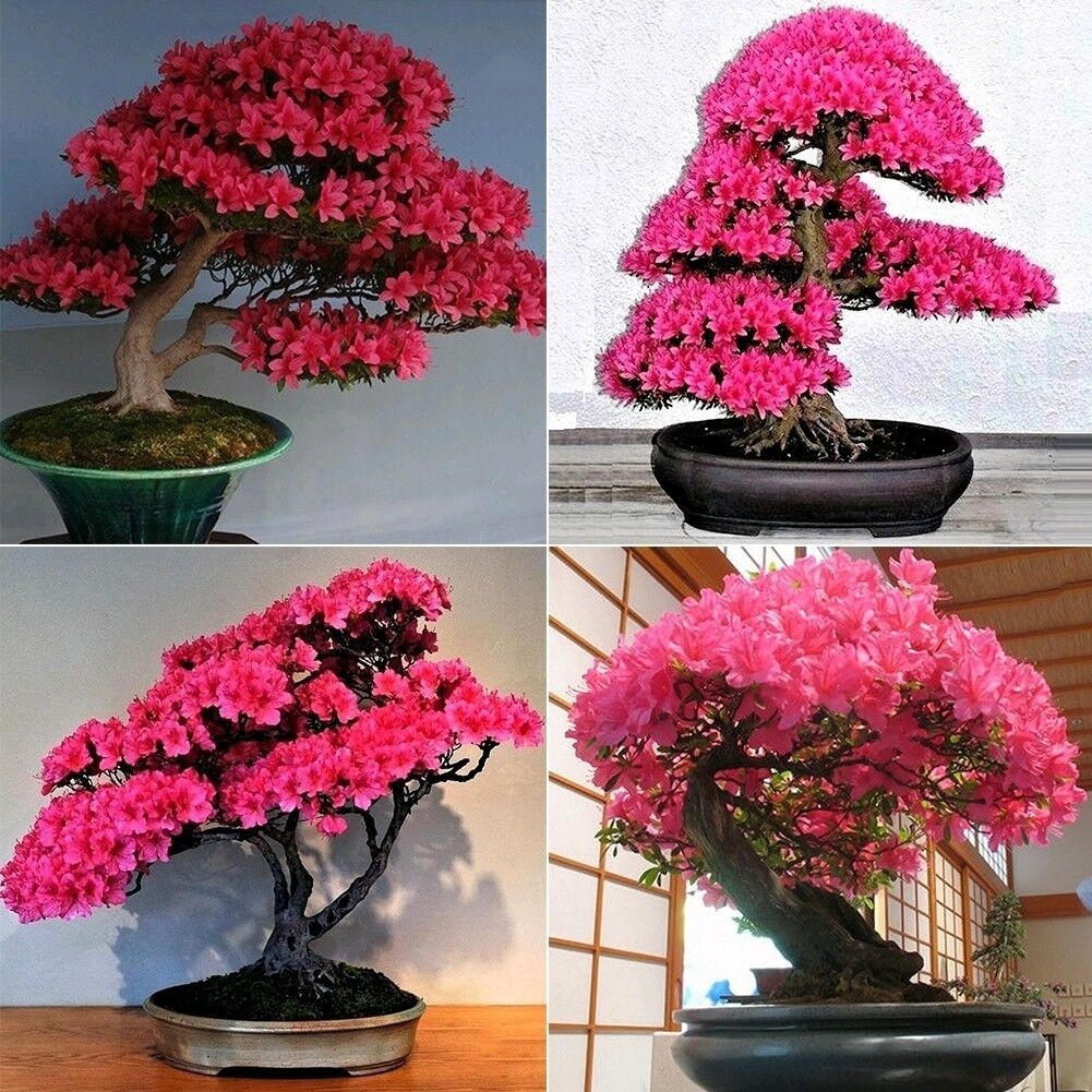 20Pcs Japanese Sakura Seeds Cherry Blossom Flower Seeds Bonsai Rare