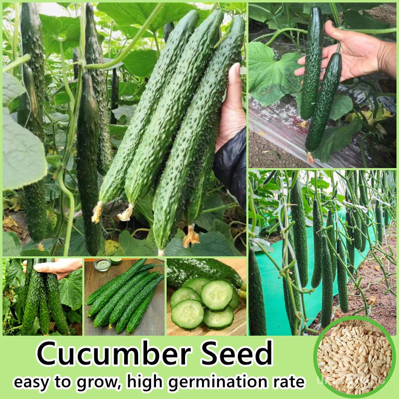 flower seeds [High Germination] Edamame Seed Vegetable Seeds for ...