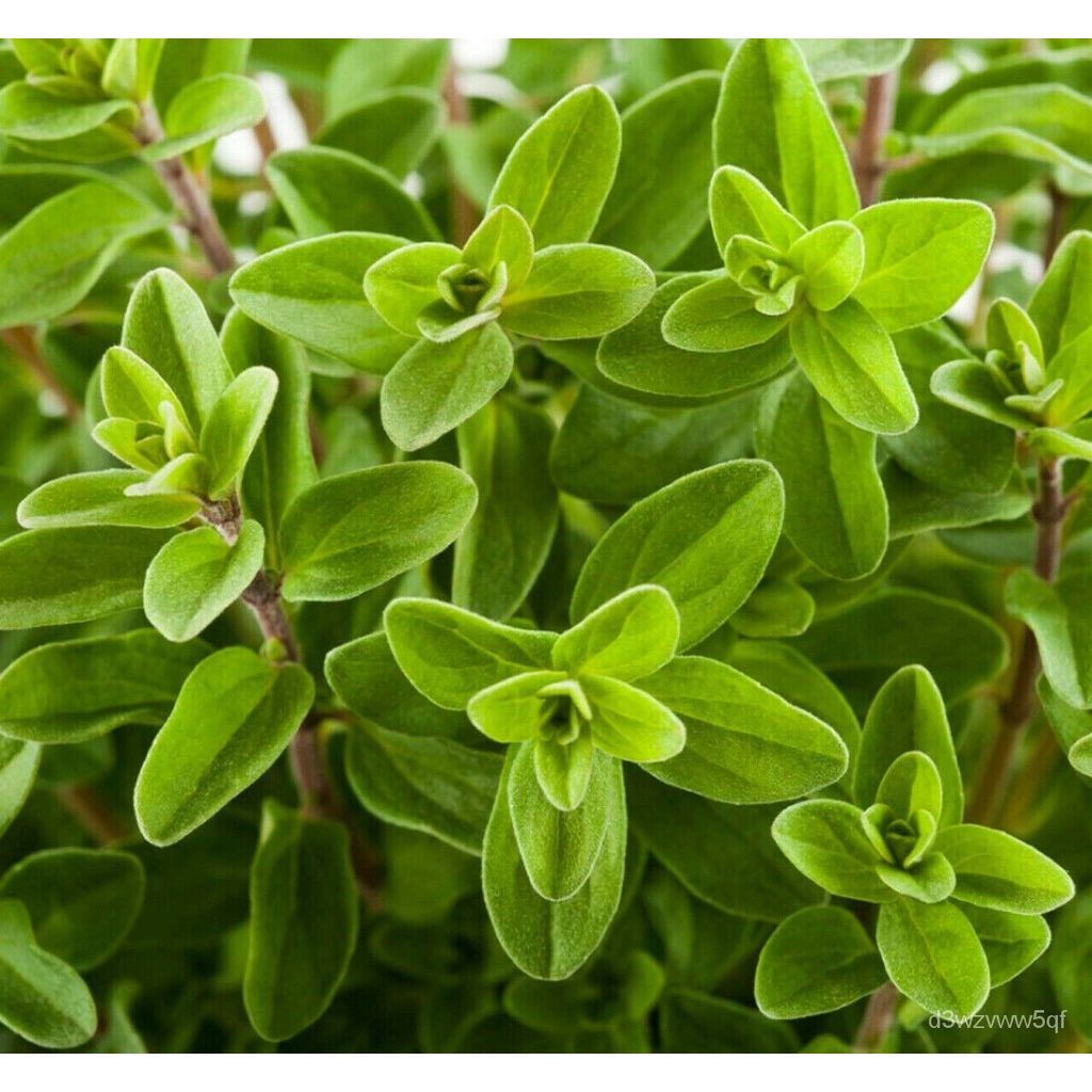 seeds flower plants Sweet Marjoram Seeds Vegetable Herb Garden Plant