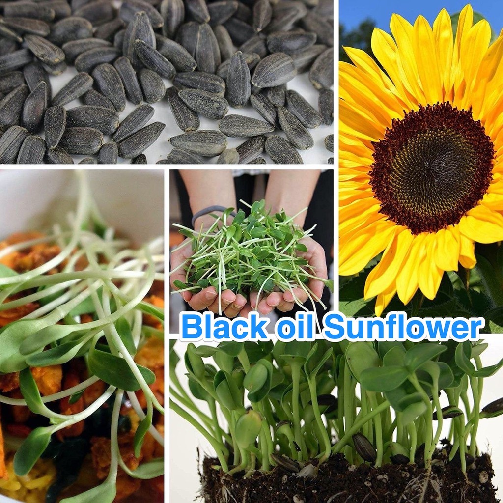 BLACK OIL SUNFLOWER SEEDS Premium Big Head (not seedling) Shopee