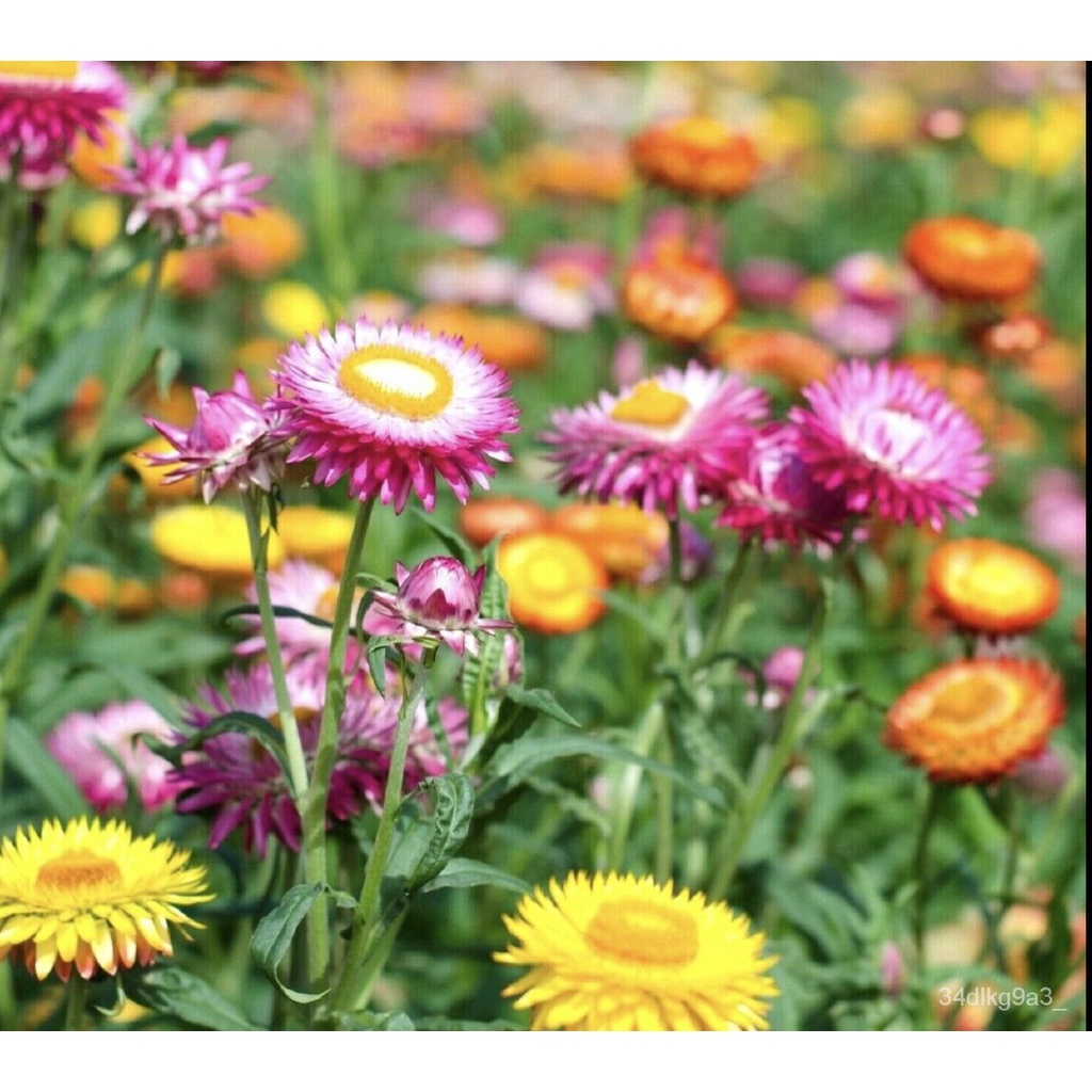 High quality seeds Helichrsyum Tom Thumb mix HELICHRYSUM bracteatum