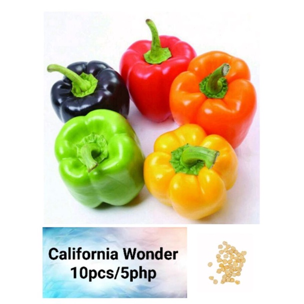 California Wonder Bell Pepper Seeds (10pcs) Shopee Philippines