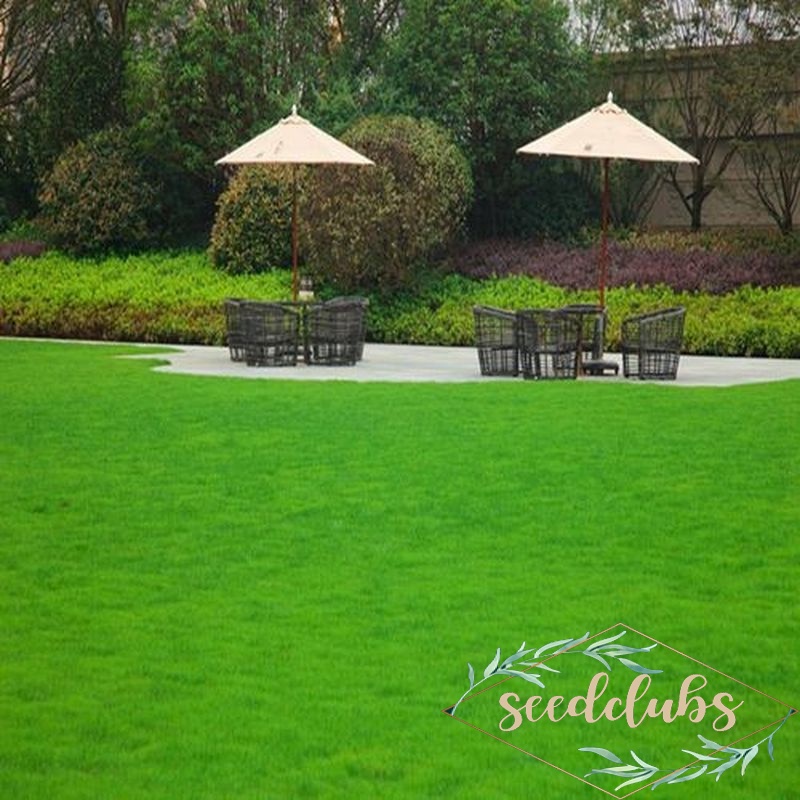 Bermuda Grass Seeds 6g 2000++ Seed Grass Carpet = Biji Benih