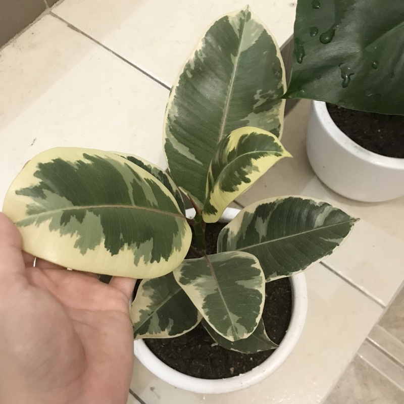 Rubber Plant Tineke (Live indoor plant) | Shopee Philippines