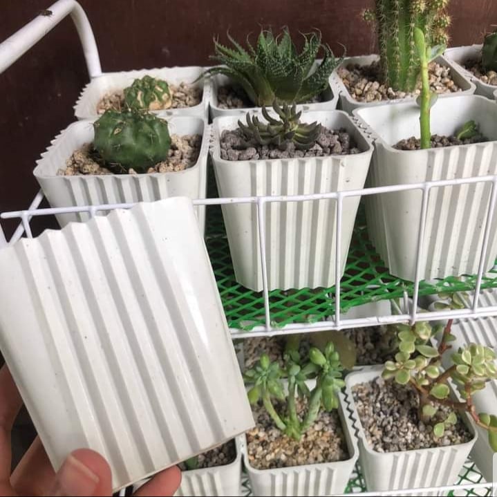 3x3 Corrugated Pots for Cactus and Succulents MAKAPAL Shopee Philippines