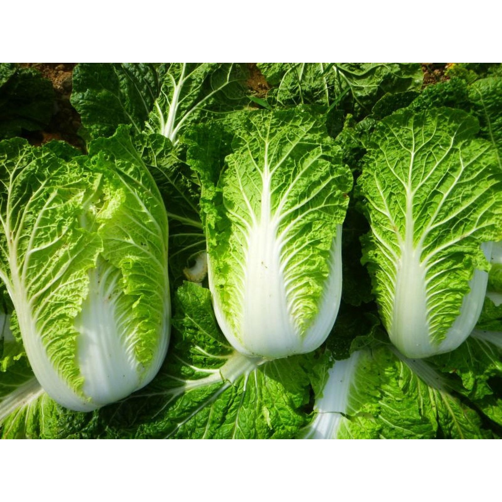 1000pcs Yong Chinese Napa Cabbage Seeds Asian Vegetable Bok Choy Seed ...