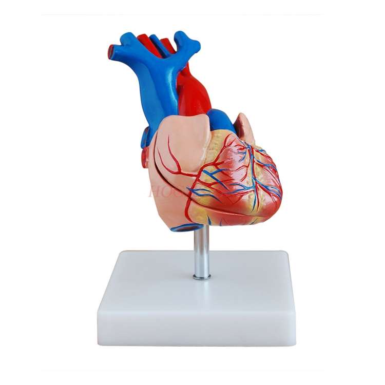 Heart Model Heart Anatomy Model Cardiovascular Arteriovenous System ...