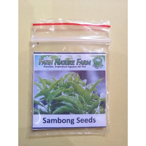 Sambong / Gabon Seeds ( apprx 100 seeds ) | Shopee Philippines