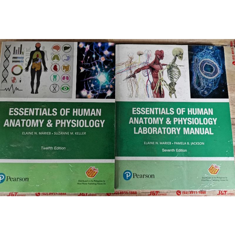 Essential Of Human Anatomy And Physiology 12th Edition By. Elaine N ...