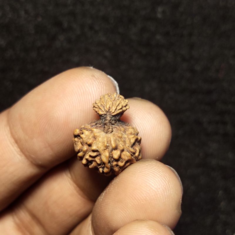 Rudraksha garb gauri | Shopee Philippines