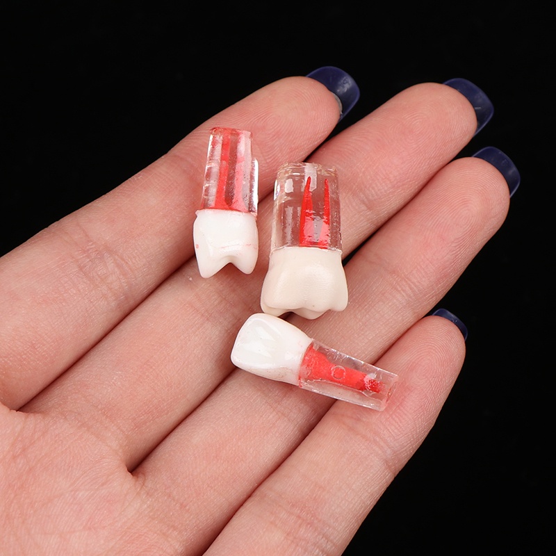 1pcs Tooth Model Resin Dental Endodontic Tooth Model With Colored Root