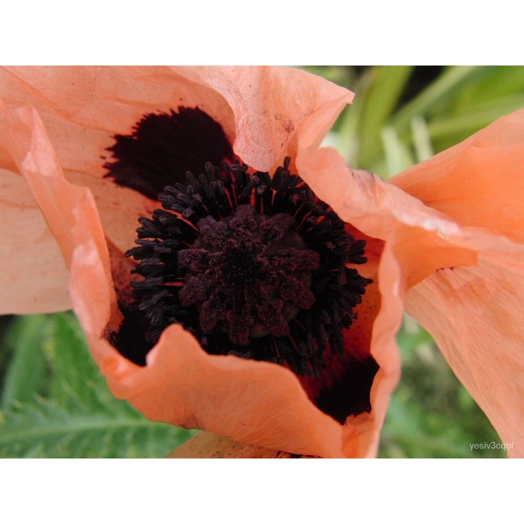 Guaranteed germination rate 40+ CORAL REEF POPPY FLOWER SEEDS