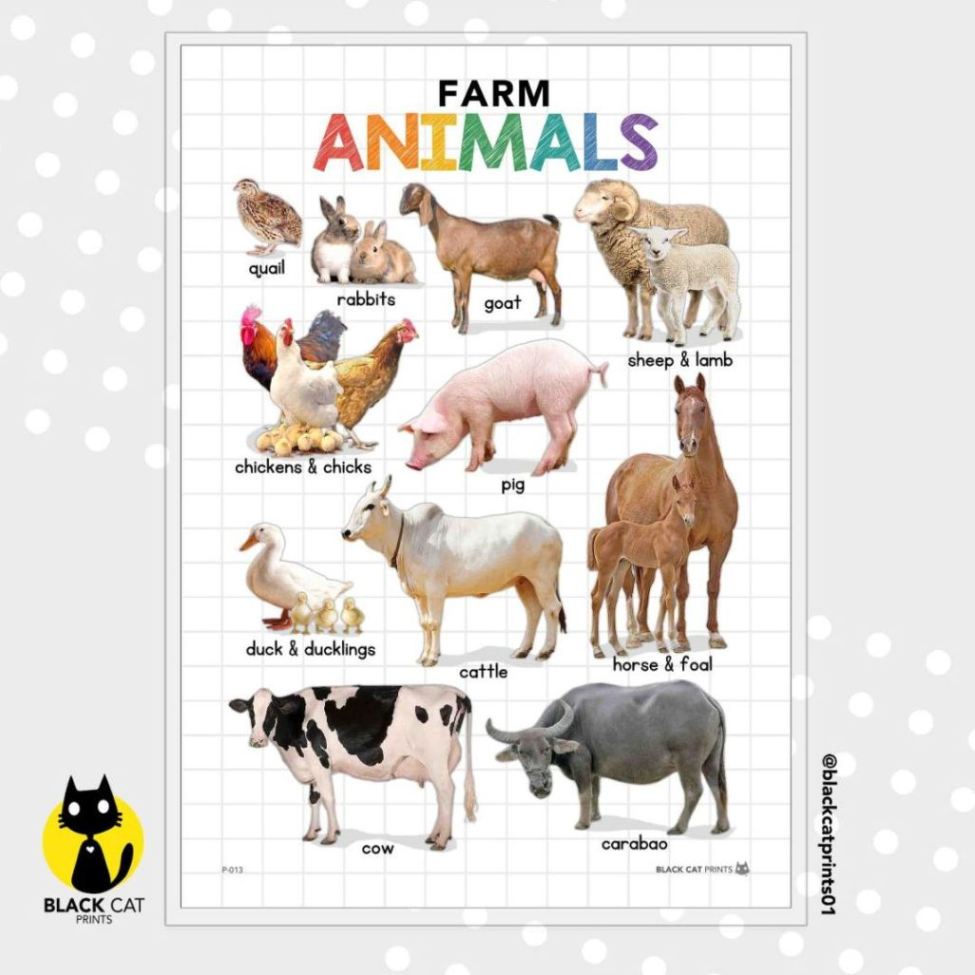 Farm Animals Educational Chart Poster (High Quality Print / A4 Size ...