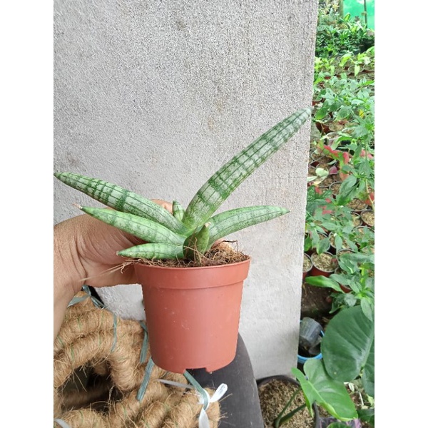 Boncel with pot Succulent | Shopee Philippines