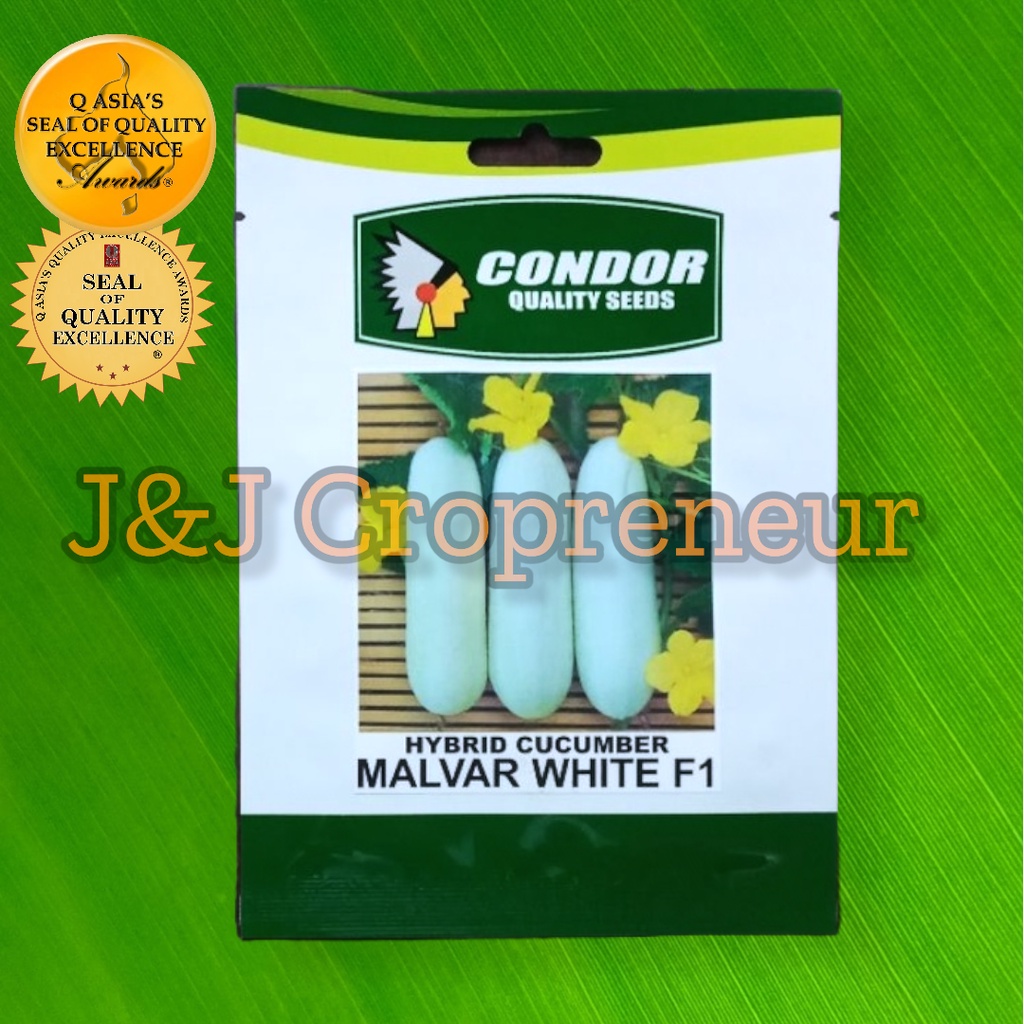 MALVAR WHITE F1 HYBRID CUCUMBER SEEDS 1.5 GRAMS OR 50 SEEDS (CONDOR ...