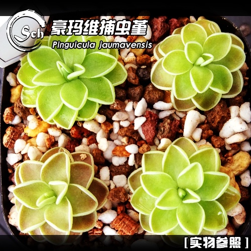 Pinguicula jaumavensisXiahao Mawei Butterwort Succulent Plant of Insect