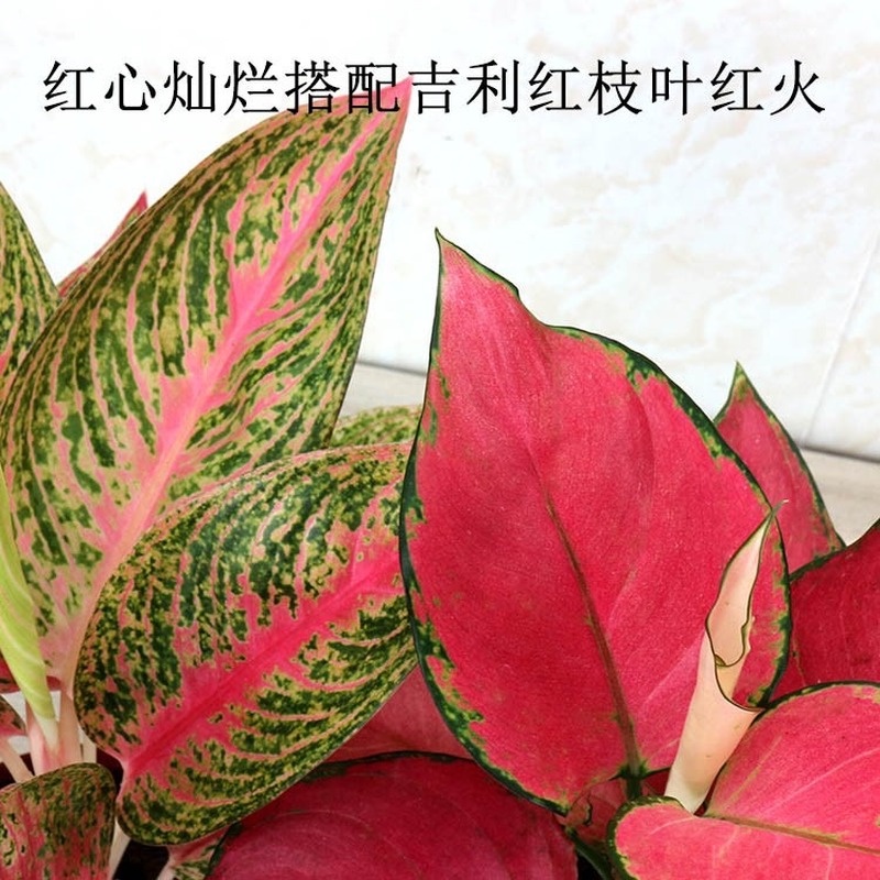 Ready stock 30pcs1 Package///Ruyi Queen Flower Seed Potted Plant Seed