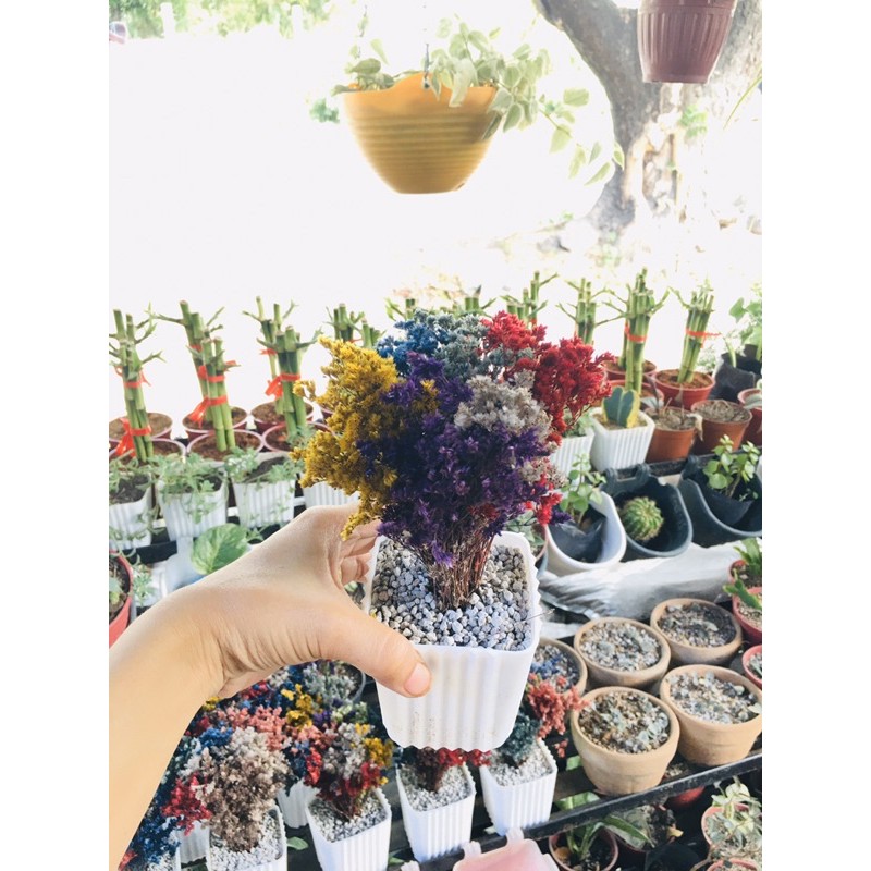 EVERLASTING PLANTS (Stone Plants) Shopee Philippines