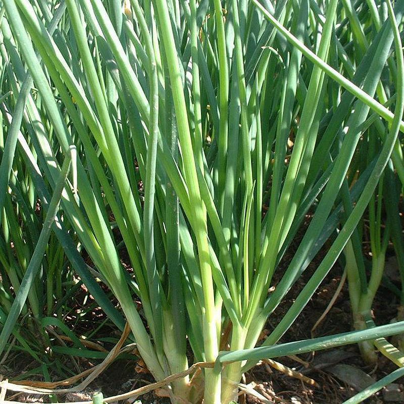 Vegetable Seeds / Organic Chives Shallot Seeds Garden Green Onion