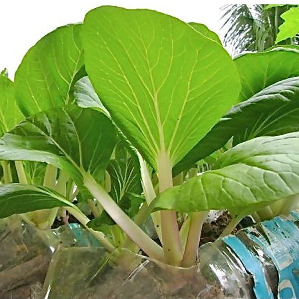 10PCS 【NEW】Petchay Seeds - Pavito Pechay Seeds Vegetable Seeds | Shopee ...