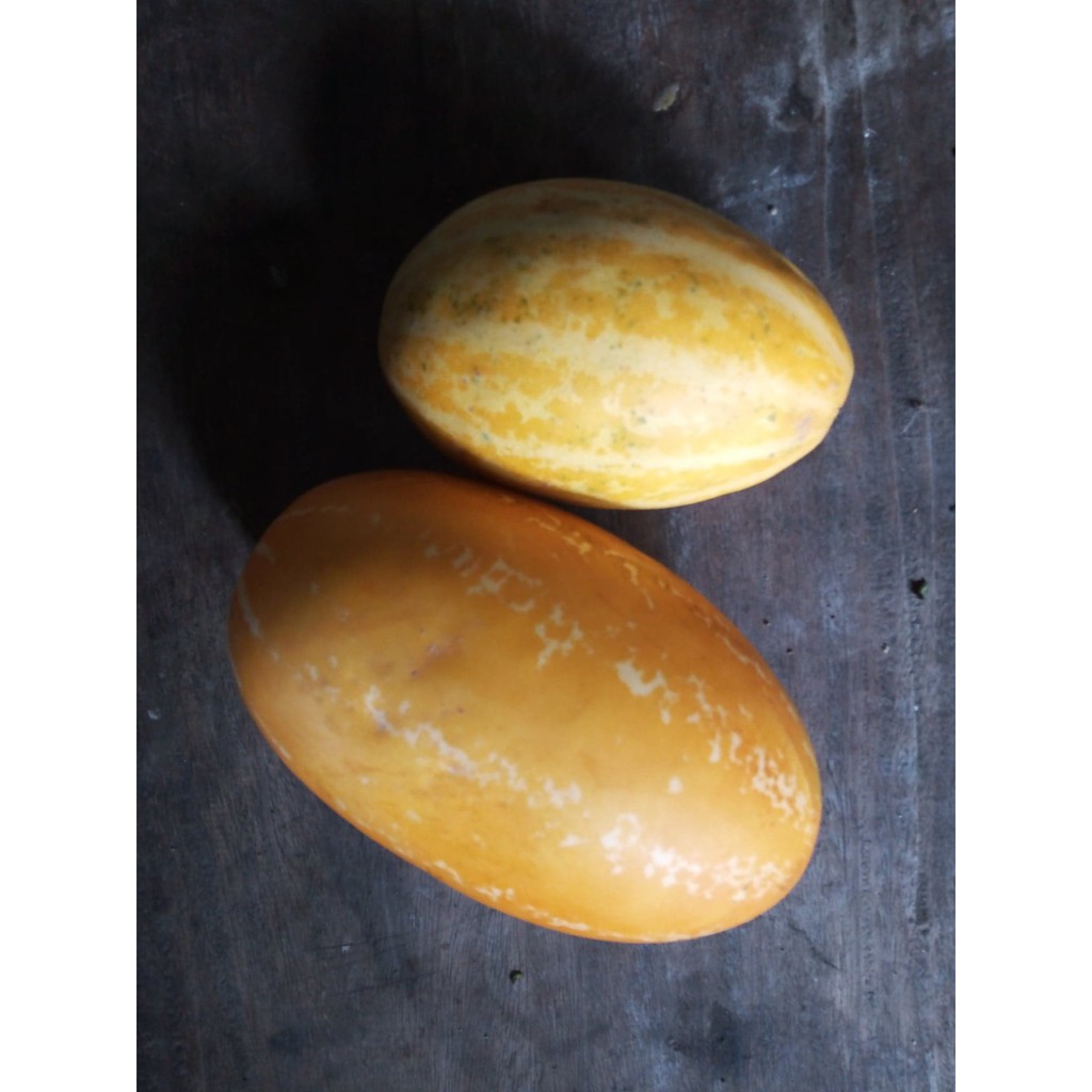 SNAP MELON / MELONG TAGALOG (HEIRLOOM) Shopee Philippines