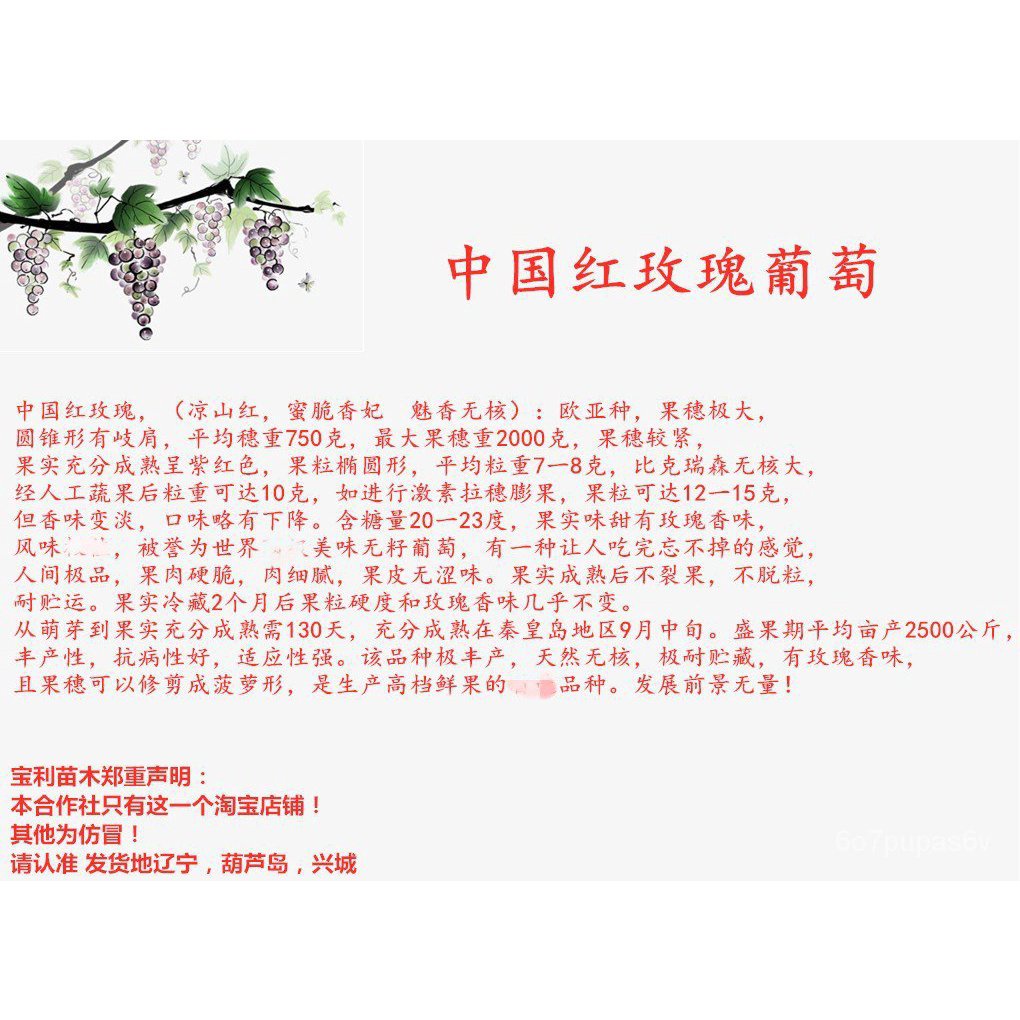 China Red Rose Beida Rootstock Grafting Grape Seedlings Paoli Seedlings ...