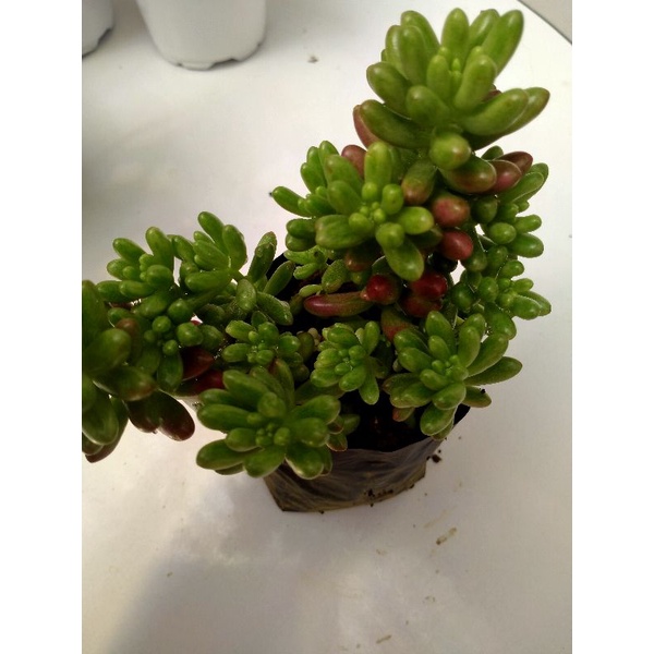variagated jelly bean/aurora jellybean succulent Shopee Philippines