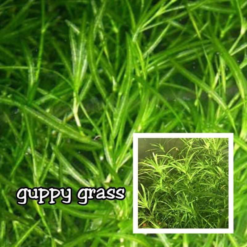 Live Guppy Grass Aquarium Plant - 1 Cup (Buy 2 Get 1 Free) - Freshwater Beginner Plant