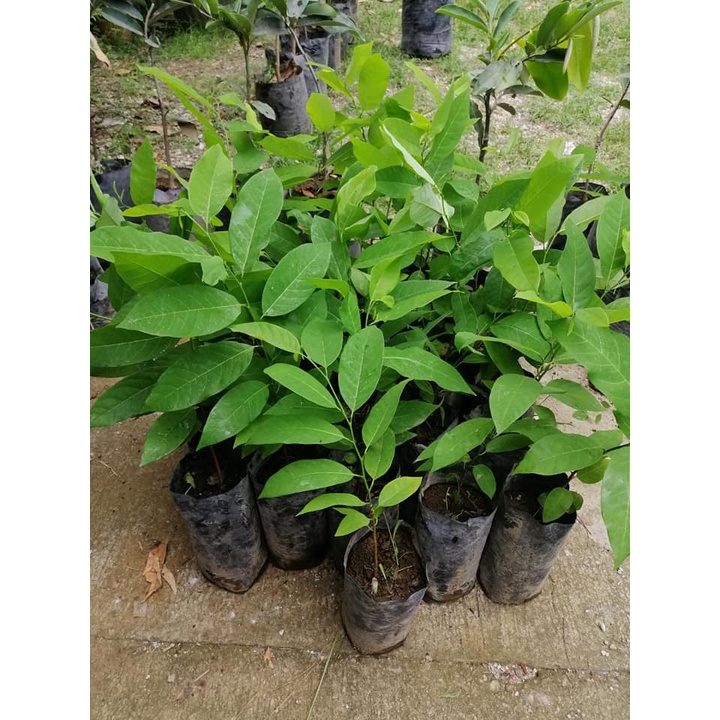 Manila buyers only- Atis Plant Seedlings 15 inches height rooted ...