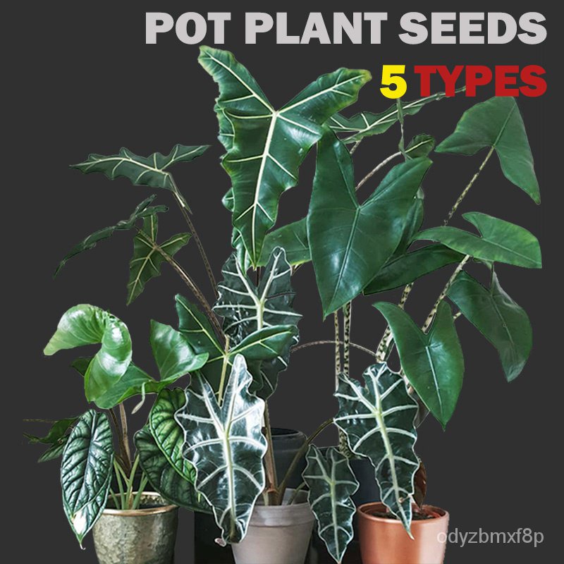 ปลูกง่าย เมล็ดนำเข้า ถูกที่สุด20pcs 5Types Rainforest Plants Bonsai